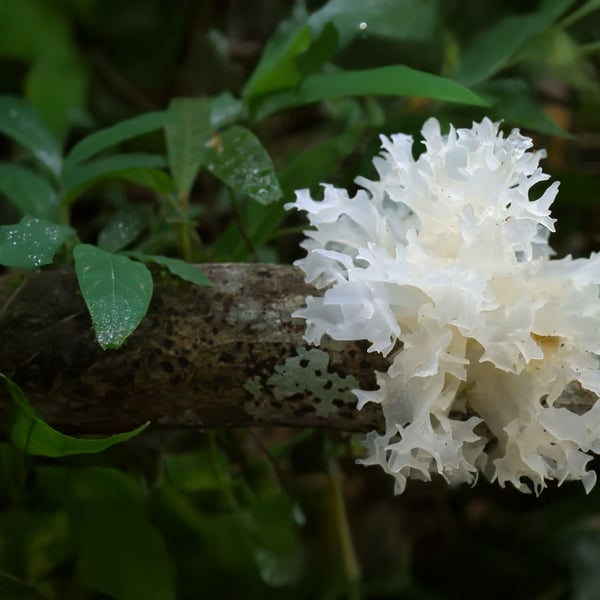bloc-1-tremella-fuciformis-certifie-bio (1)